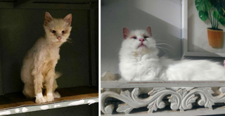 Illustration de l'article : 20 photos inspirantes et pleines d'espoir de chats complètement transformés par l'adoption