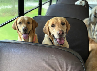 Illustration de l'article : Un chien errant souffrant de solitude court après un bus pour rattraper son seul et unique ami