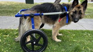 Illustration de l'article : Une femme offre une seconde chance et un fauteuil roulant à ce chien victime d’un accident