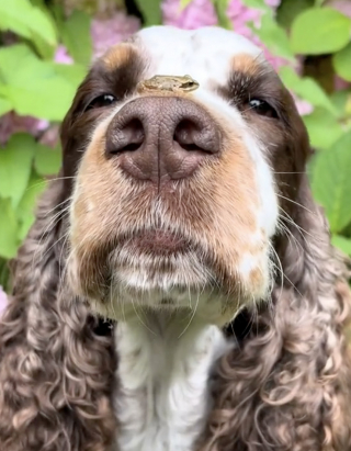 Illustration de l'article : En atterrissant sur le nez d’une chienne Springer Spaniel, une petite grenouille se fait instantanément une nouvelle amie (vidéo)