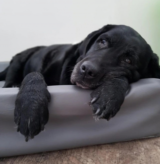 Illustration de l'article : 16 photos de chiens et de chats séniors prouvant qu'ils ne font qu'embellir en vieillissant