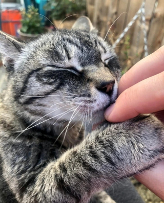 Illustration de l'article : 16 photos de chiens et de chats séniors prouvant qu'ils ne font qu'embellir en vieillissant