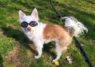 Illustration de l'article : 16 photos de chiens et de chats séniors prouvant qu'ils ne font qu'embellir en vieillissant