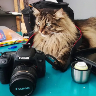 Illustration de l'article : 10 photos désopilantes d'animaux qui ont manifestement menti sur leur CV pour décrocher l'emploi de leurs rêves