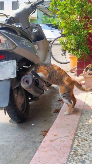 Illustration de l'article : 10 photos désopilantes d'animaux qui ont manifestement menti sur leur CV pour décrocher l'emploi de leurs rêves