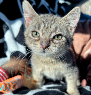 Illustration de l'article : Un chat nain trouvé seul dans la rue à l'âge de 5 semaines se voit offrir une chance de vivre une vie meilleure