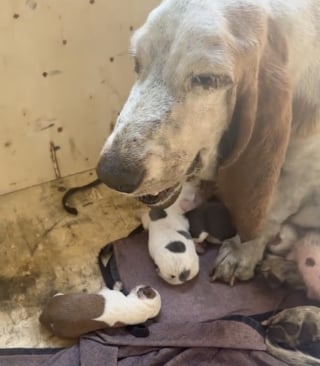 Illustration de l'article : Soulagée d’avoir mis ses petits en sécurité, une chienne errante se transforme complètement et profite enfin de la vie qu’elle mérite (vidéo)