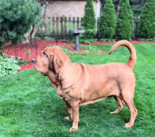 Illustration de l'article : Ce Chien de Saint Hubert retrouve son âme de chiot en réalisant que son voisin et meilleur ami est rentré de vacances (vidéo)