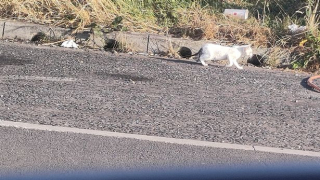 Illustration de l'article : 3 chatons errant près d'une route très fréquentée obtiennent une chance de vivre une vie meilleure (vidéo)