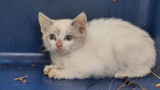 Illustration de l'article : 3 chatons errant près d'une route très fréquentée obtiennent une chance de vivre une vie meilleure (vidéo)