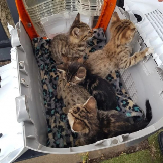 Illustration de l'article : Des chatons abandonnés dans un cimetière, affamés et déshydratés, retrouvent l'espoir grâce à une association