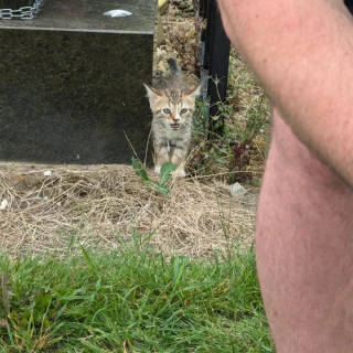 Illustration de l'article : Des chatons abandonnés dans un cimetière, affamés et déshydratés, retrouvent l'espoir grâce à une association