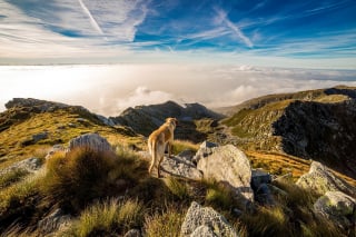 Illustration de l'article : 7 choses à savoir avant de partir camper avec votre chien