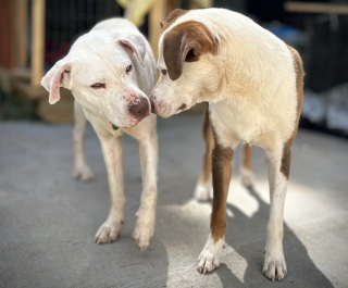 Illustration de l'article : Ces 2 chiens sont restés soudés dans les moments les plus durs et aspirent désormais à être heureux ensemble 