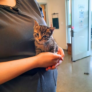 Illustration de l'article : Après son sauvetage héroïque sur une route fréquentée, un chaton se faufile dans le tableau de bord de son sauveteur et refuse de sortir de sa cachette