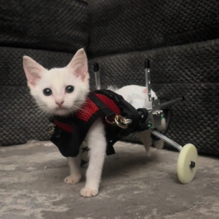 Illustration de l'article : Les premiers pas d'un chaton paralysé venant de recevoir son chariot offrent un grand moment d'émotion (vidéo)