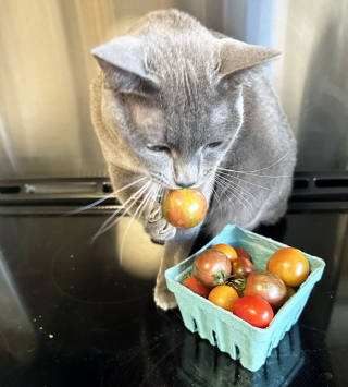 Illustration de l'article : 16 chiens et chats pris en flagrant délit d’abus de gourmandise