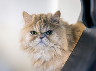 Illustration de l'article : Un chat de 9 ans attend pendant 4 mois au refuge qu'une famille regarde au-delà de son expression grincheuse et le choisisse