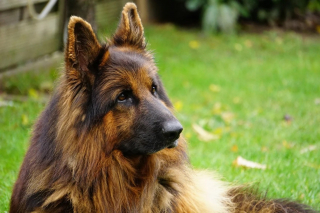 Illustration de l'article : Le numéro d'identification d'une chienne décédée permet à son maître endeuillé de remporter une belle somme au loto