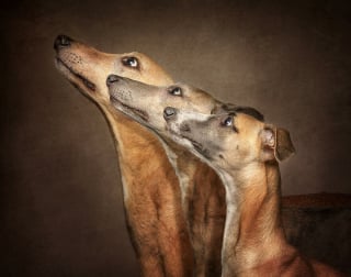 Illustration de l'article : 16 photos de chiens faisant partie des plus belles au monde