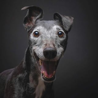 Illustration de l'article : 16 photos de chiens faisant partie des plus belles au monde