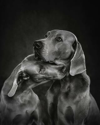 Illustration de l'article : 16 photos de chiens faisant partie des plus belles au monde