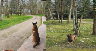 Illustration de l'article : Loubo le chien d'Alain Delon "a sa maison et sa famille" et ne sera donc pas euthanasié, assure l'entourage de l'acteur décédé