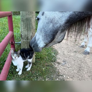 Illustration de l'article : Un chaton affamé reçoit l’aide inattendue de chevaux Mustangs qui n’avaient jamais vu de petit félin domestique auparavant (vidéo)