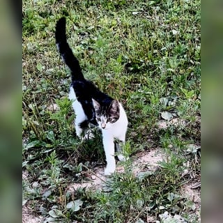 Illustration de l'article : Un chaton affamé reçoit l’aide inattendue de chevaux Mustangs qui n’avaient jamais vu de petit félin domestique auparavant (vidéo)