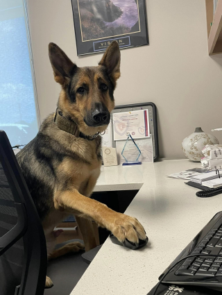 Illustration de l'article : La reconversion réussie d'un Berger Allemand passé de la vie à la ferme au métier de chien de thérapie pour la police