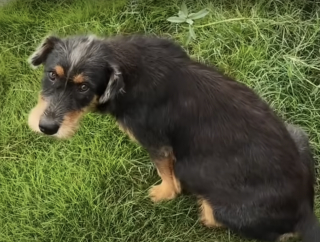 Illustration de l'article : Abandonnée dans la rue, cette chienne sur le point de donner naissance à 11 chiots reçoit l'aide dont elle rêvait (vidéo)