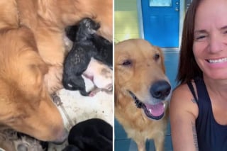 Illustration de l'article : Une femme découvre des chiots Golden Retriever et leur mère abandonnés sous sa maison et fait de son mieux pour les sauver (vidéo)