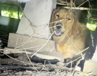 Illustration de l'article : Une femme découvre des chiots Golden Retriever et leur mère abandonnés sous sa maison et fait de son mieux pour les sauver (vidéo)