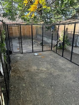 Illustration de l'article : Une cage géante est construite pour capturer et soigner un chien errant blessé par balles qui échappe à ses bienfaiteurs depuis 4 mois