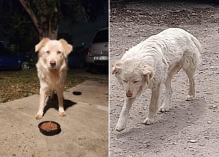 Illustration de l'article : Une cage géante est construite pour capturer et soigner un chien errant blessé par balles qui échappe à ses bienfaiteurs depuis 4 mois