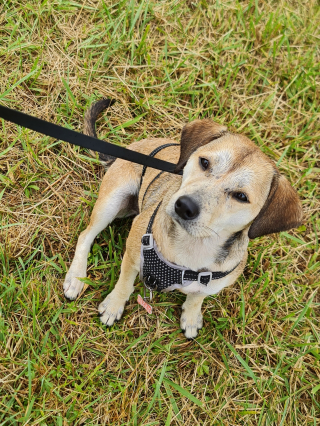 Illustration de l'article : Woopets a participé à la première édition de Canidays avec Hill's avec sa chienne Lizzy et découvert des activités canines uniques