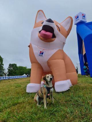 Illustration de l'article : Woopets a participé à la première édition de Canidays avec Hill's avec sa chienne Lizzy et découvert des activités canines uniques