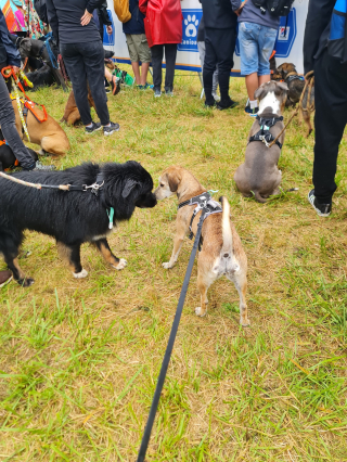 Illustration de l'article : Woopets a participé à la première édition de Canidays avec Hill's avec sa chienne Lizzy et découvert des activités canines uniques