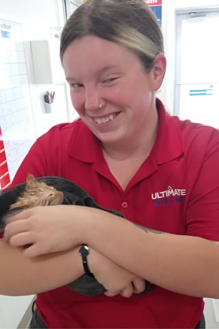 Illustration de l'article : Un chaton découvert trempé et grelottant dans une station de lavage auto se tient prêt à rencontrer sa future famille