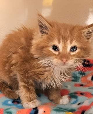 Illustration de l'article : Un chaton découvert trempé et grelottant dans une station de lavage auto se tient prêt à rencontrer sa future famille