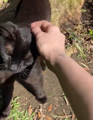 Illustration de l'article : Le geste de cette chatte errante vis-à-vis de sa bienfaitrice est une immense preuve de confiance (vidéo)