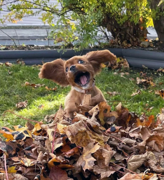 Illustration de l'article : 16 chiens et chats arborant leurs plus belles grimaces pour égayer nos vies