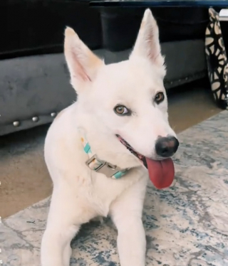 Illustration de l'article : Délaissé par ses maîtres, un magnifique Berger Blanc Suisse choisit une nouvelle maman bienveillante en l’attendant devant sa porte (vidéo)