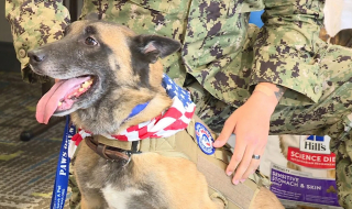 Illustration de l'article : Un chien réformé de l'armée et son maître se retrouvent après un an et demi de séparation grâce à une association