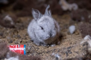 Illustration de l'article : 100 lapins sauvés de conditions de vie déplorables chez un particulier se voient offrir une chance de prendre un nouveau départ (vidéo)