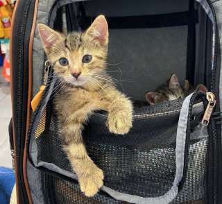 Illustration de l'article : Un chaton avec une patte malformée brave les épreuves avec courage et incite ses compagnons de portée à profiter de la vie