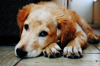 Illustration de l'article : Un chien agit en héros et frôle le pire en sauvant son maître de l'incendie s'étant déclaré chez eux