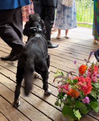 Illustration de l'article : Un chien immortalise le mariage de ses propriétaires en le filmant avec une caméra installée sur son dos (vidéo)