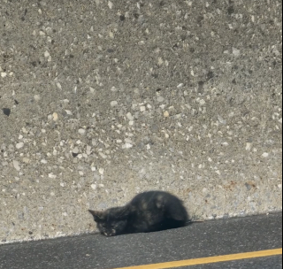 Illustration de l'article : Un homme brave les dangers sur une route très fréquentée pour sauver la vie d'un chaton effrayé (vidéo)