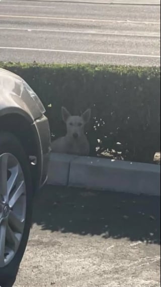 Illustration de l'article : Alors qu’elle pensait ne plus jamais la revoir, une chienne perdue et blessée retrouve sa maman lors d’une réunion pleine d’émotions (vidéo)